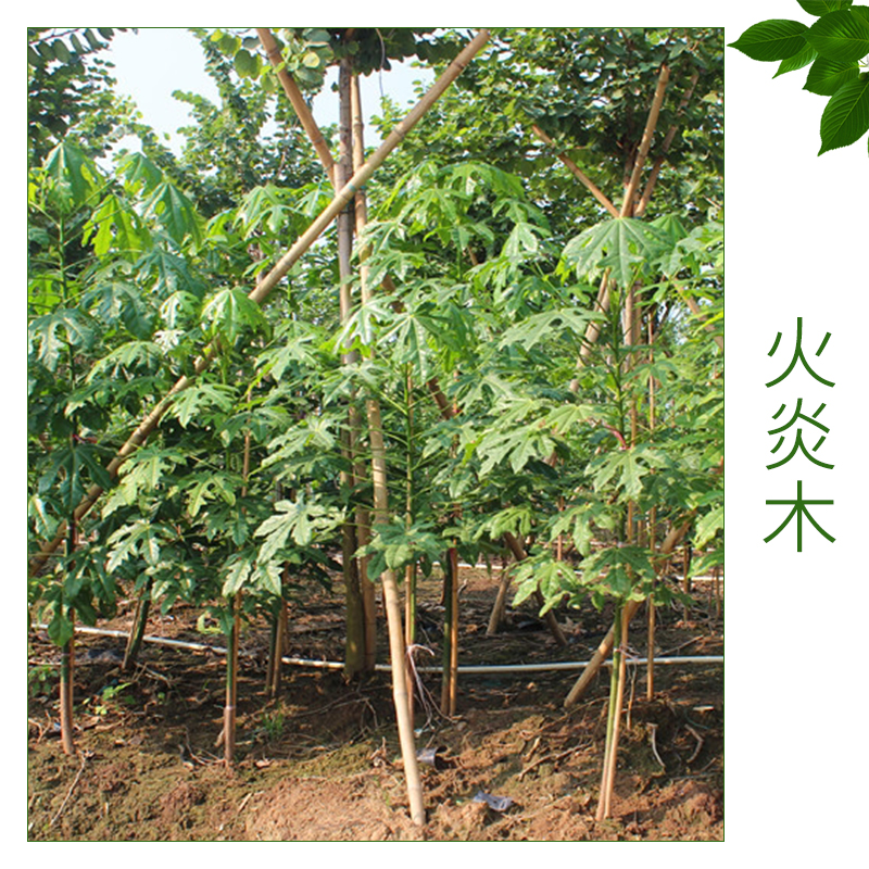 火炎木價(jià)格 優(yōu)質(zhì)火炎木 綠化人行道樹(shù) 優(yōu)質(zhì)綠化喬木 歡迎來(lái)電訂購(gòu)
