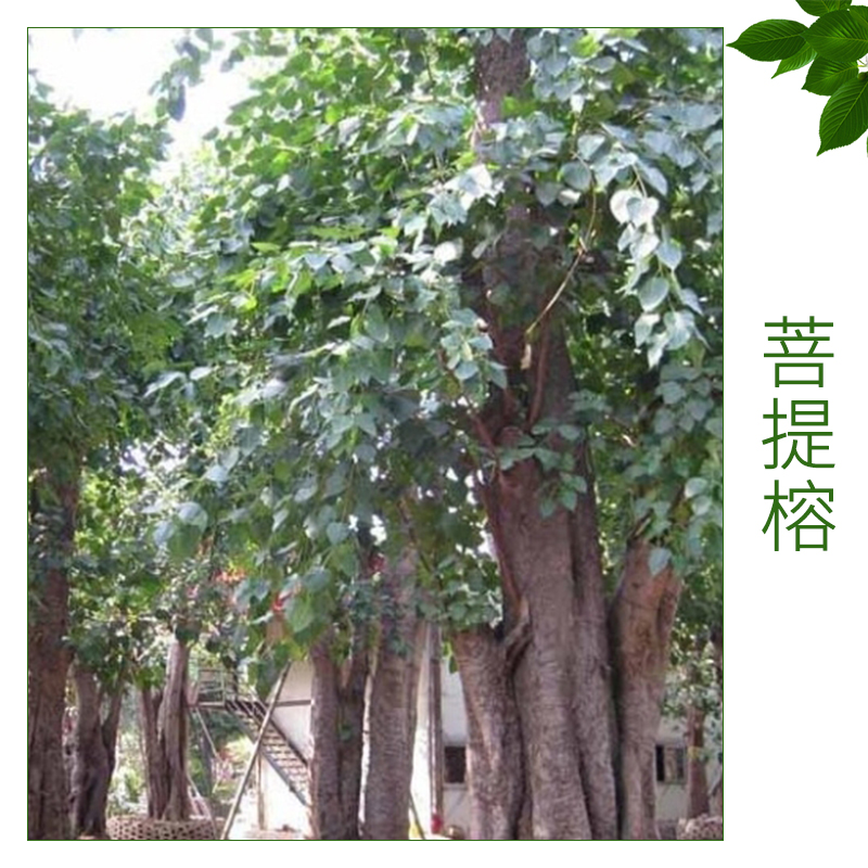 菩提榕 菩提樹地苗 袋苗 大型移植菩提榕 綠化苗木菩提榕 規(guī)格型風景樹 行道樹 園林綠化苗木  歡迎來電訂購
