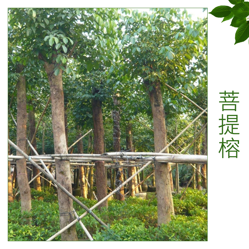 菩提榕 菩提樹地苗 袋苗 大型移植菩提榕 綠化苗木菩提榕 規(guī)格型風景樹 行道樹 園林綠化苗木  歡迎來電訂購