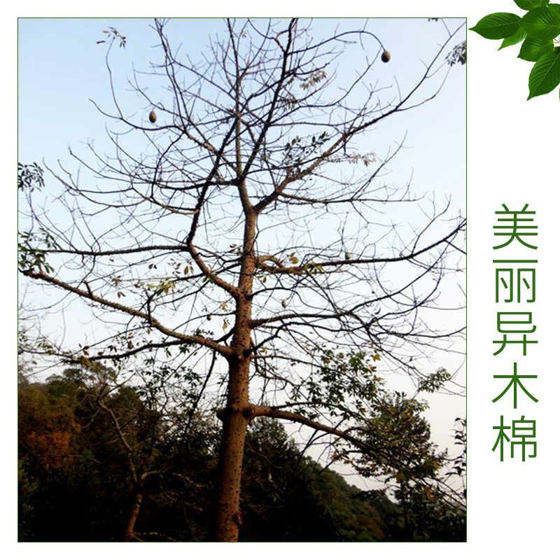 美麗異木棉 基地批發(fā)優(yōu)質(zhì)木棉 美麗異木棉 無刺木棉 歡迎來電訂購