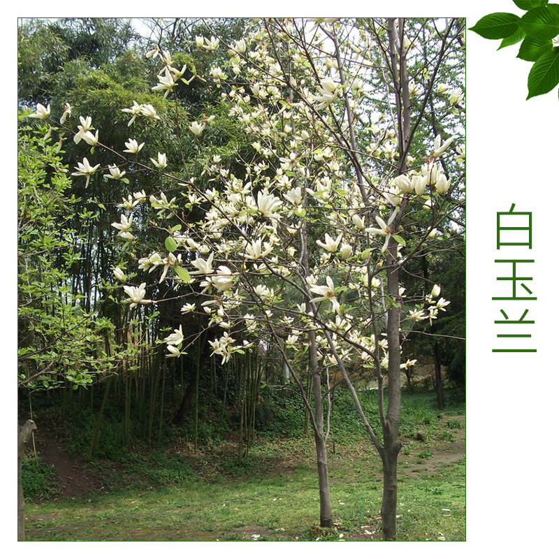 白玉蘭 綠化工程苗木基地 優(yōu)質(zhì)玉蘭樹 綠化人行道樹 歡迎來電訂購