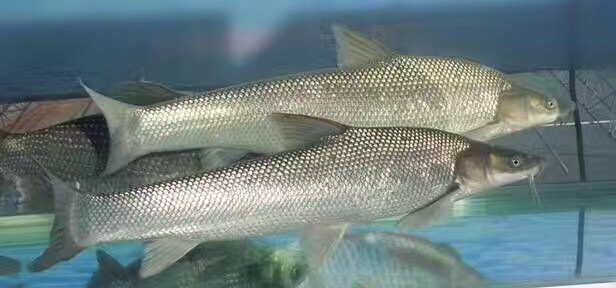 大鱗鲃銀鱈魚(淡*鱈魚）