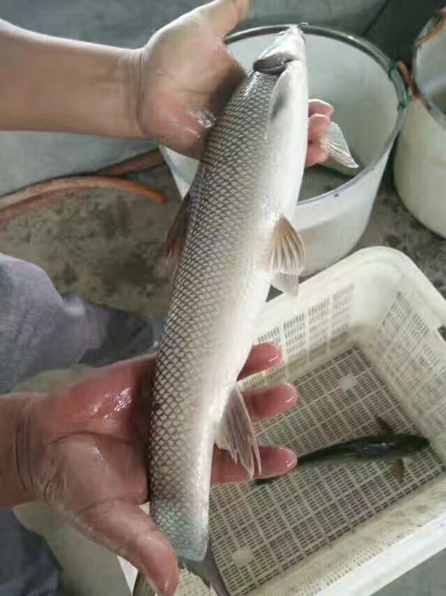大鱗鲃銀鱈魚(淡*鱈魚）