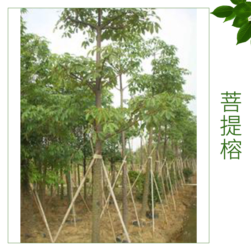 菩提榕 菩提樹地苗 袋苗 大型移植菩提榕 綠化苗木菩提榕 規(guī)格型風景樹 行道樹 園林綠化苗木  歡迎來電訂購