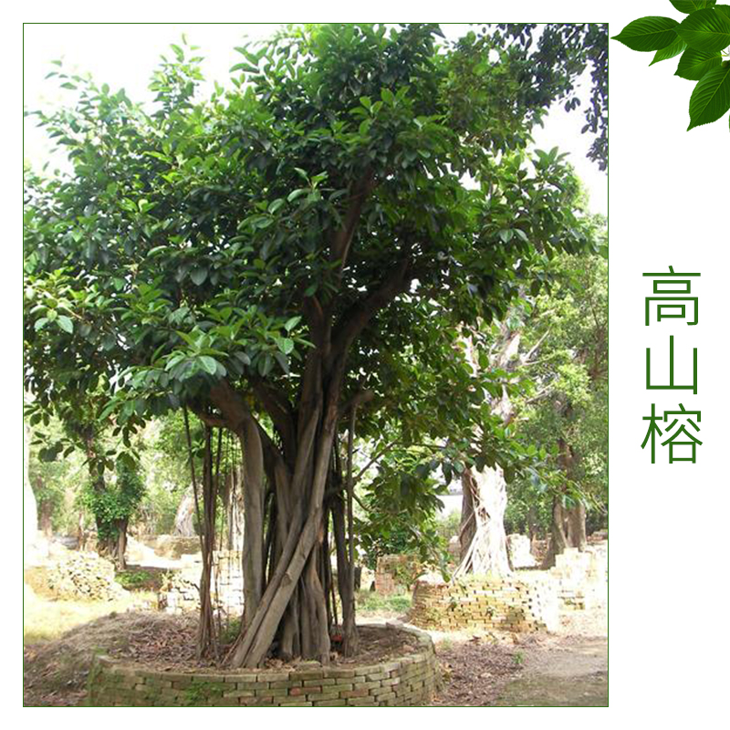 高山榕 花木種子榕樹 新采高山榕樹種子 別名大青樹 常綠喬木 園景庭蔭樹 歡迎來電咨詢