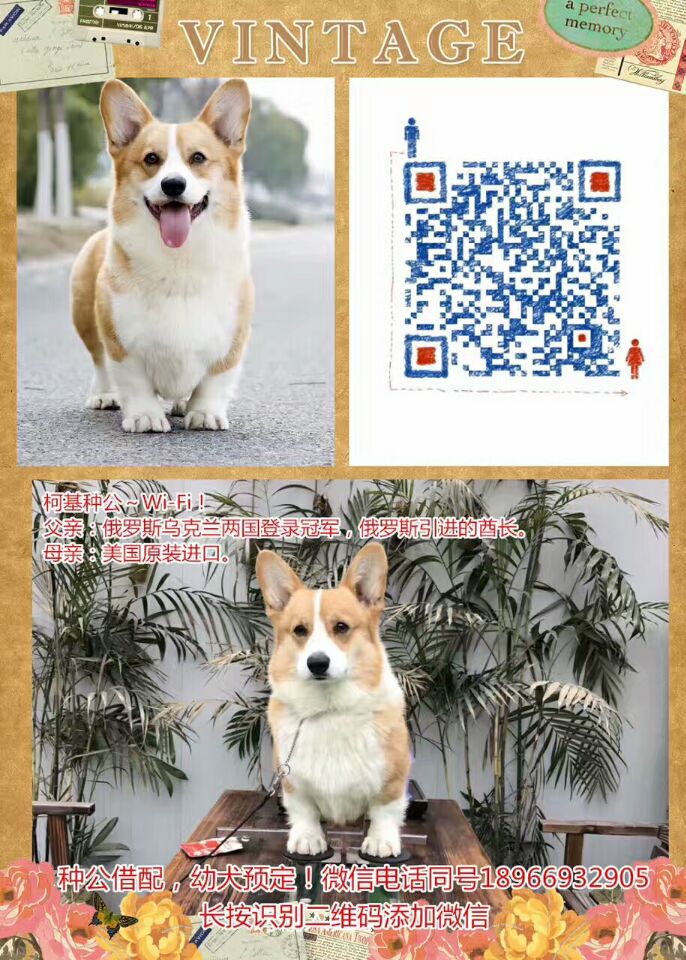君鵬犬舍西安柯基犬種公Wi-Fi對(duì)外借配