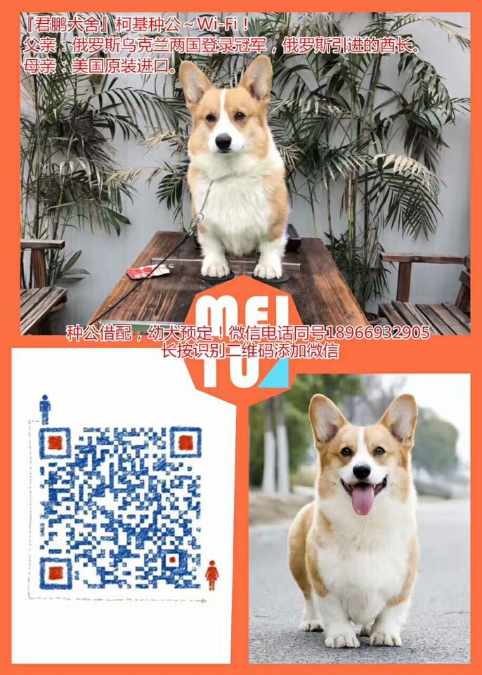 君鵬犬舍西安柯基犬種公Wi-Fi對(duì)外借配