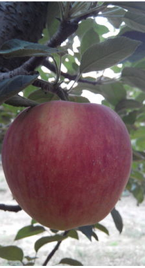 深州紅玉桃苗  桃樹苗品種 深州德宇紅玉桃苗 紅桃苗