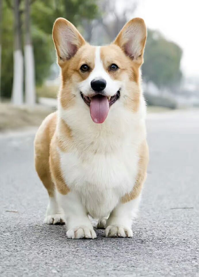 君鵬犬舍西安柯基犬種公Wi-Fi對(duì)外借配