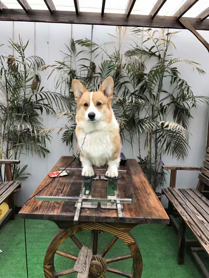 君鵬犬舍西安柯基犬種公Wi-Fi對(duì)外借配