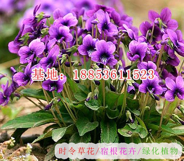 大花萱草/優(yōu)質(zhì)大花萱草基地批發(fā)/大花萱草價(jià)格