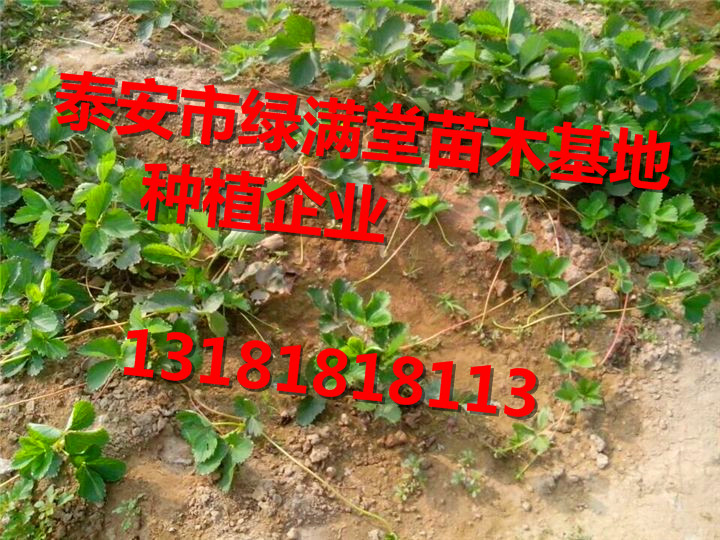 草莓苗-草莓苗介紹-草莓苗種植企業(yè)