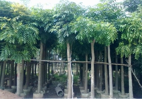 廣東盆架子價(jià)格、盆架子基地、盆架子供應(yīng)商