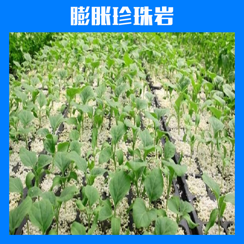 廠家供應(yīng)園藝珍珠巖 廣東東莞膨脹珍珠巖 栽培基質(zhì) 松透氣無土栽培 珍珠巖