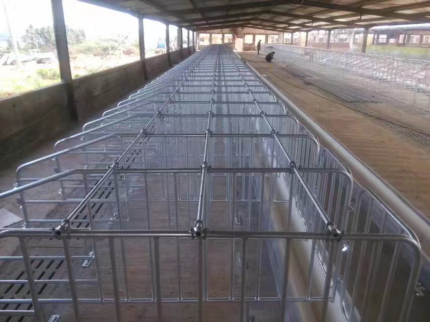 利祥農(nóng)牧供應養(yǎng)豬設(shè)備母豬限位欄