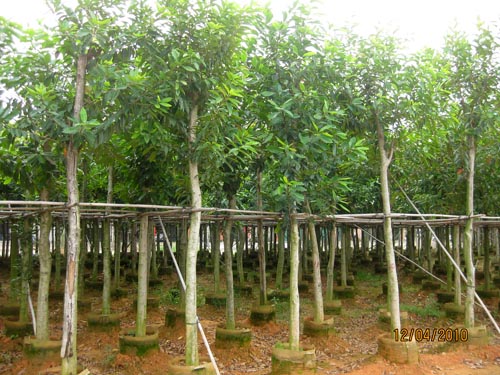 廣東普寧水翁、供應水翁、水翁價格