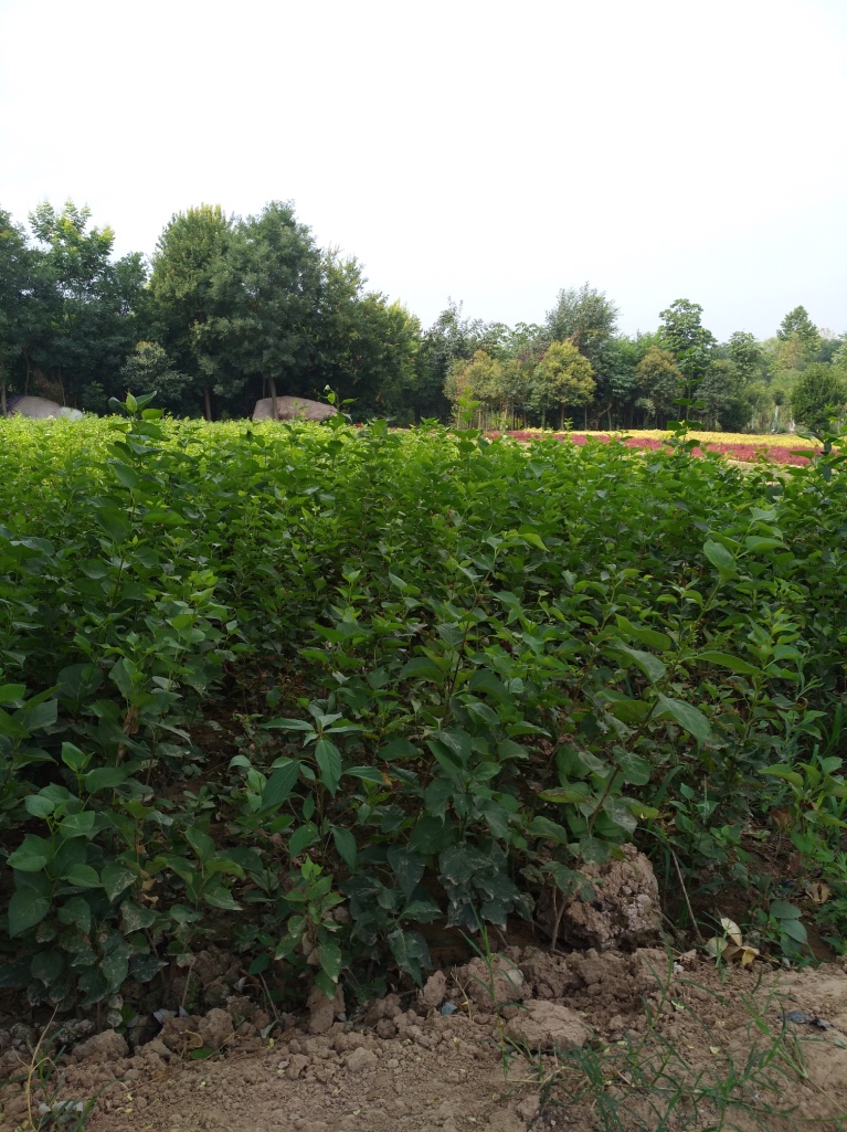 西安丁香價(jià)格－金海園藝場(chǎng)丁香－西安丁香批發(fā)價(jià)格