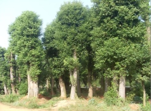 供應(yīng)廣東樟樹、廣東苗木供應(yīng)商 南方苗木供應(yīng)商 廣東苗木場