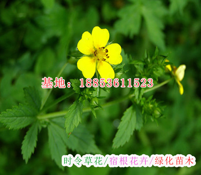 孔雀草 孔雀草苗