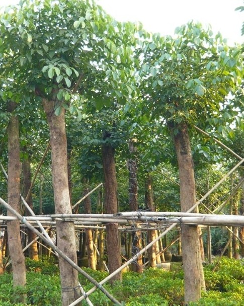 廣東菩提、廣東菩提基地、菩提價(jià)格