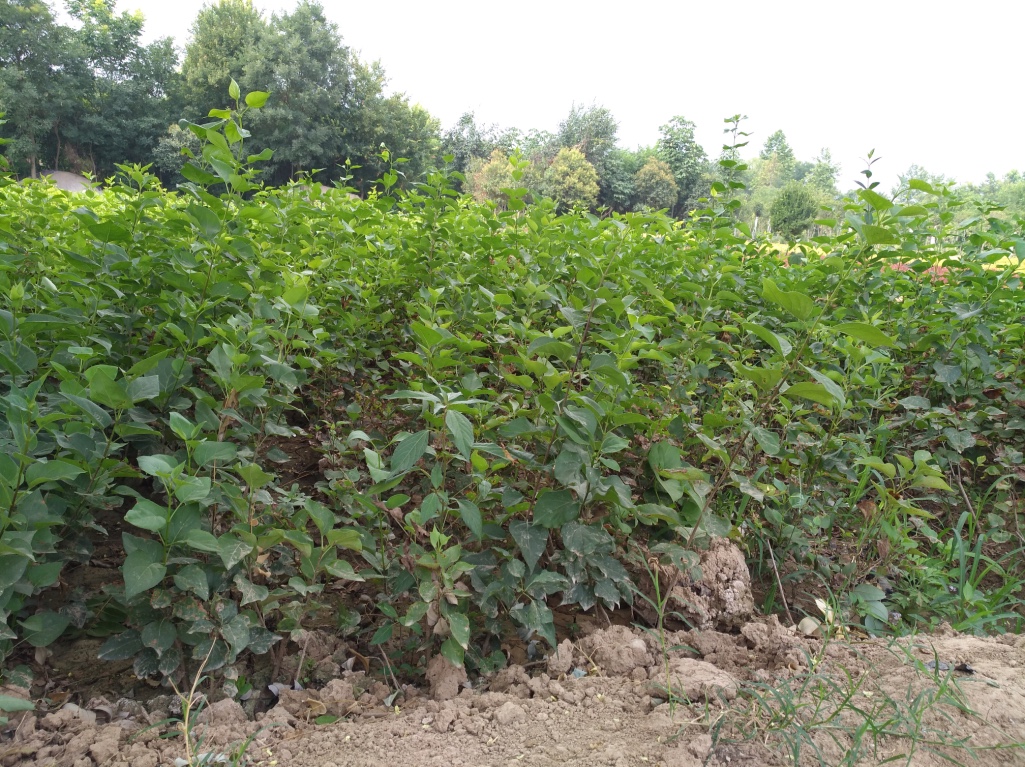 西安丁香價(jià)格－金海園藝場(chǎng)丁香－西安丁香批發(fā)價(jià)格