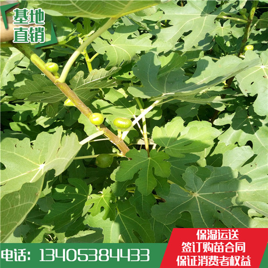 波姬紅無(wú)花果樹(shù)苗基地價(jià)格  金傲芬無(wú)花果樹(shù)苗批發(fā)哪里便宜