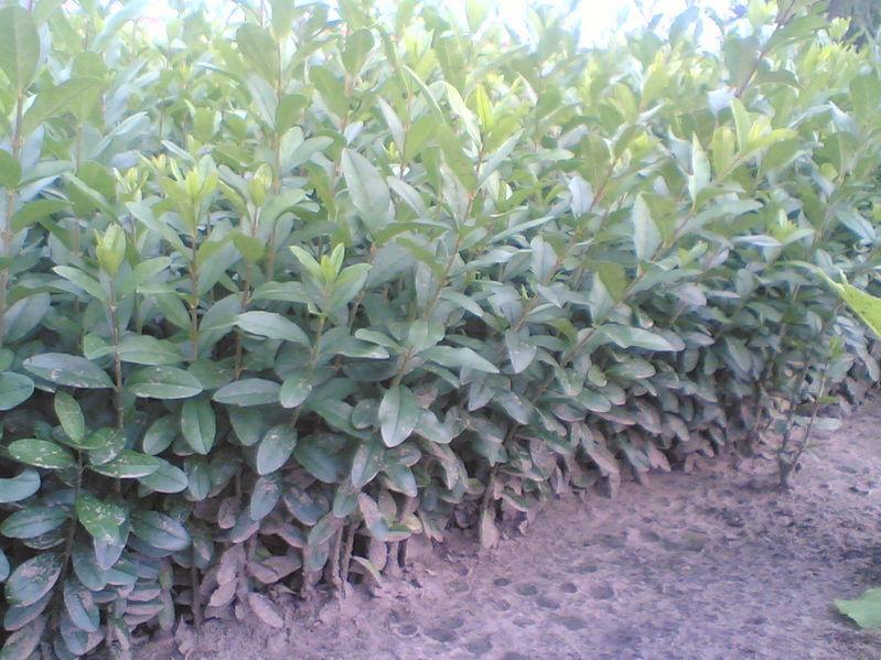 山西水蠟價格、山西水蠟供應商、直銷山西水蠟