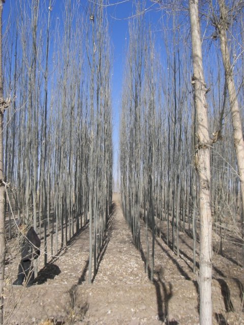 新疆楊苗木、新疆楊批發(fā)價(jià)格、山西新疆楊基地