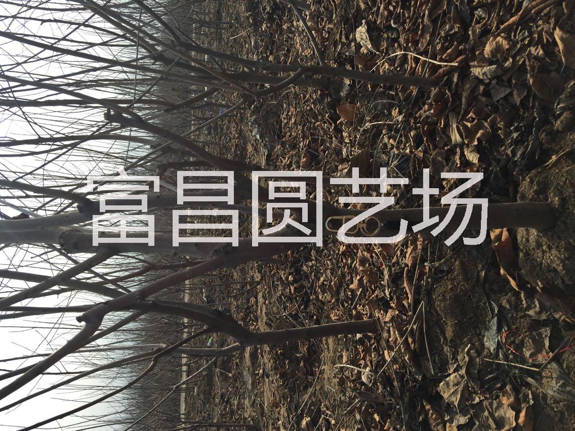貴州拉賓斯櫻桃樹苗基地 貴州拉賓斯櫻桃樹苗基地哪家好 貴州拉賓斯櫻桃樹苗基地供應商 貴州拉賓斯櫻桃樹苗基地多少錢 貴州