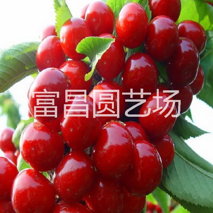 貴州拉賓斯櫻桃樹苗基地 貴州拉賓斯櫻桃樹苗基地哪家好 貴州拉賓斯櫻桃樹苗基地供應商 貴州拉賓斯櫻桃樹苗基地多少錢 貴州
