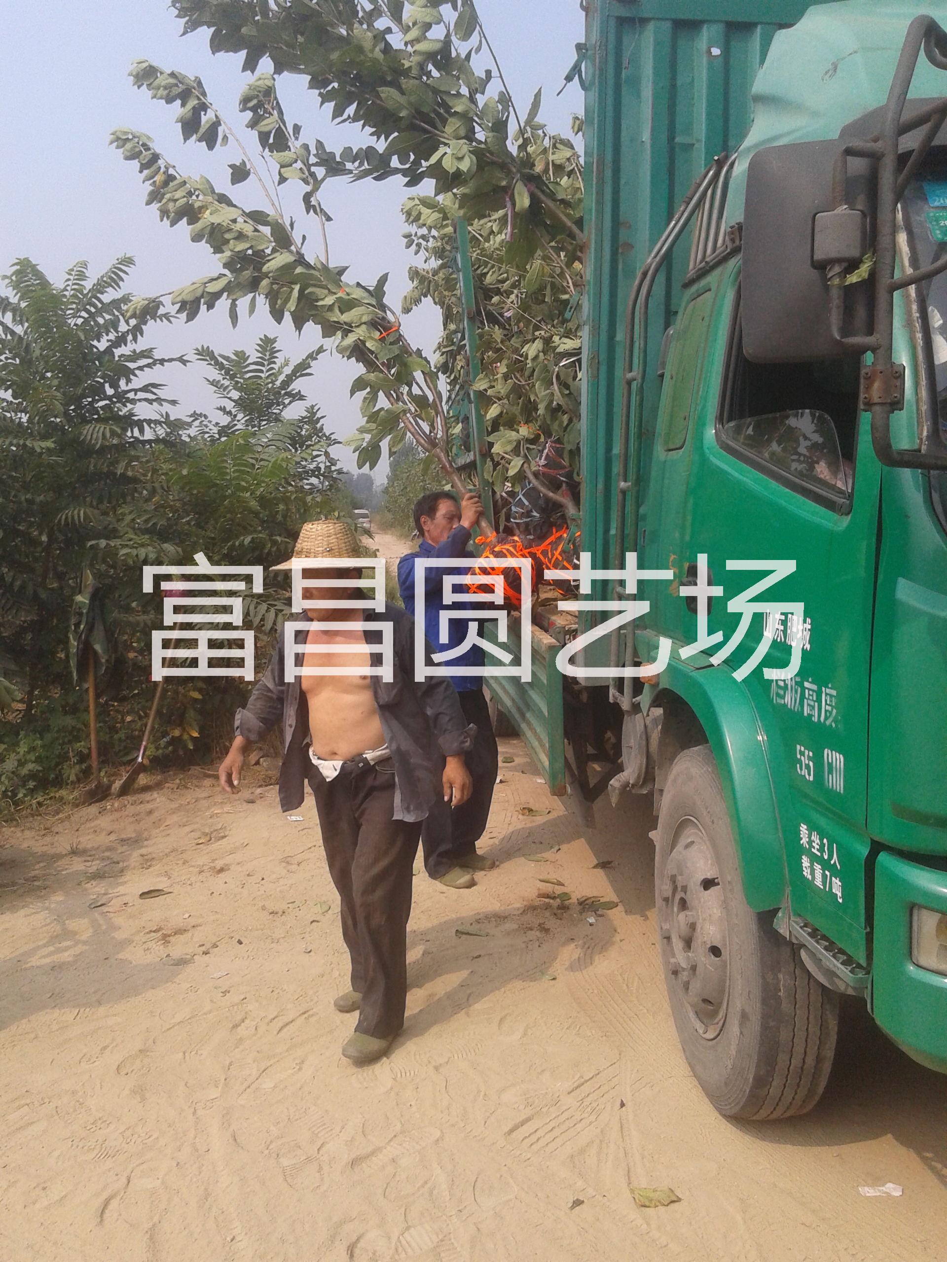 櫻桃樹苗 山東櫻桃樹苗基地