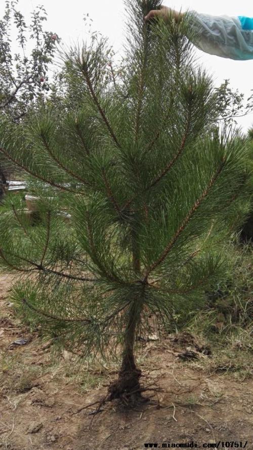 高產(chǎn)量油松、山西油松基地、山西油松批發(fā)價(jià)格