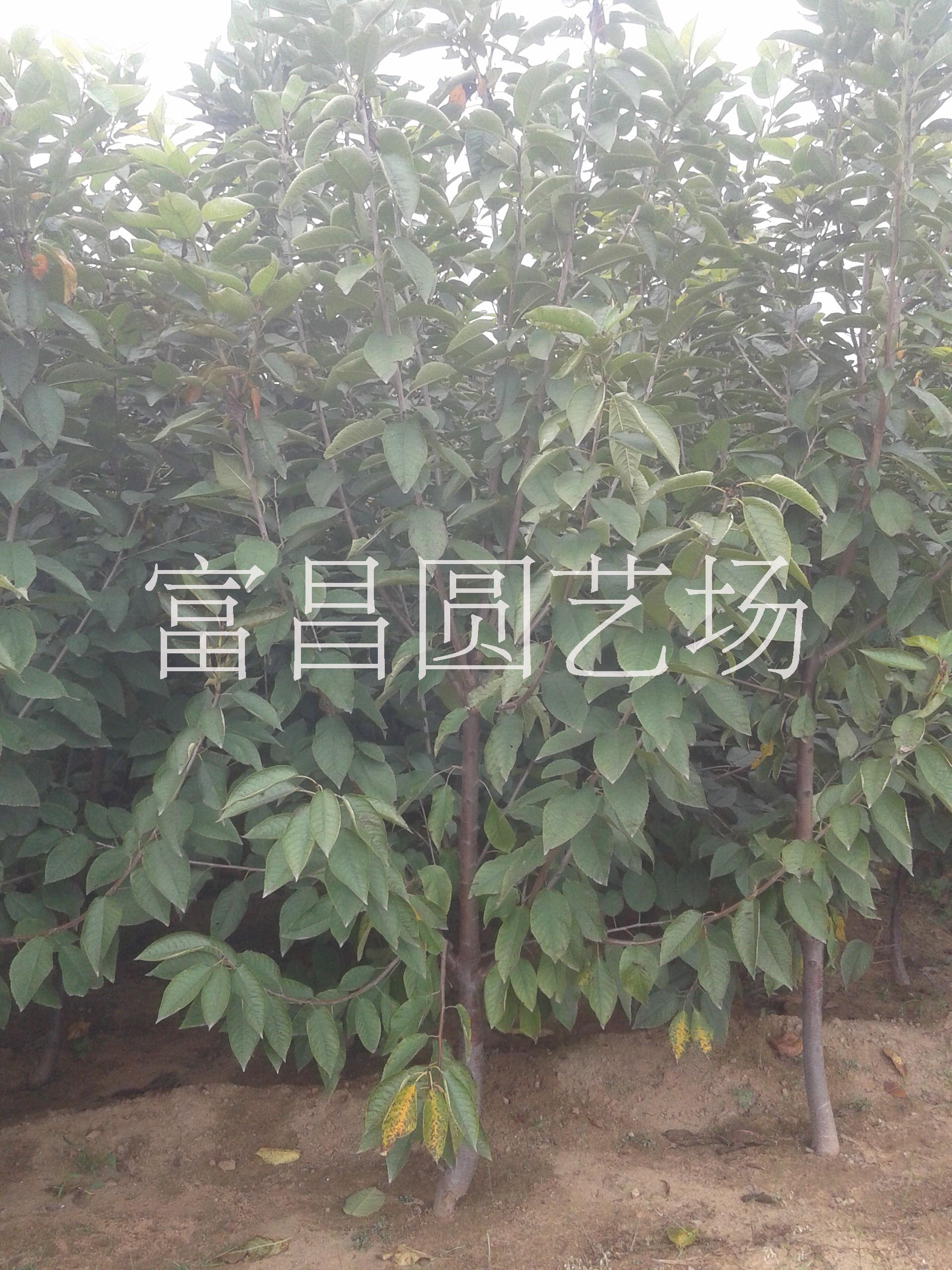 貴州拉賓斯櫻桃樹苗基地 貴州拉賓斯櫻桃樹苗基地哪家好 貴州拉賓斯櫻桃樹苗基地供應商 貴州拉賓斯櫻桃樹苗基地多少錢 貴州