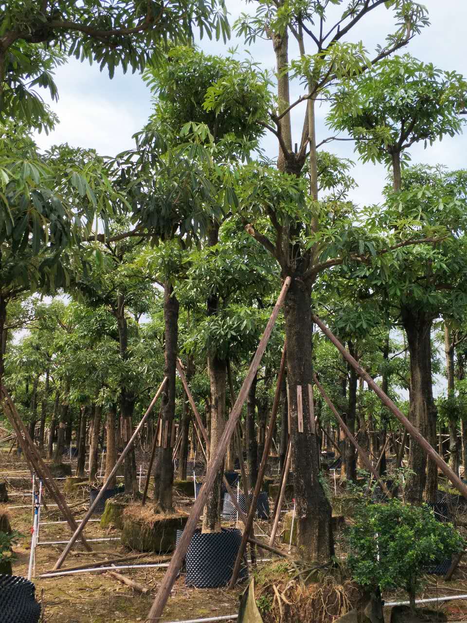 供應(yīng)盤架子樹苗 基地直銷盤架子樹苗 直銷綠化苗木盤架子樹苗