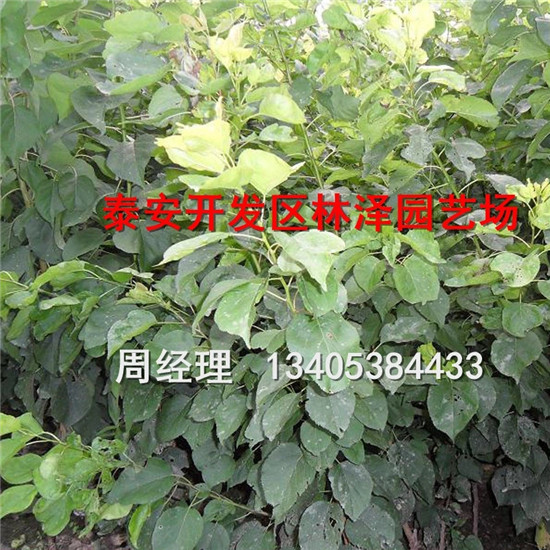 純種凱特杏樹苗基地 凱特杏樹苗批發(fā)價格