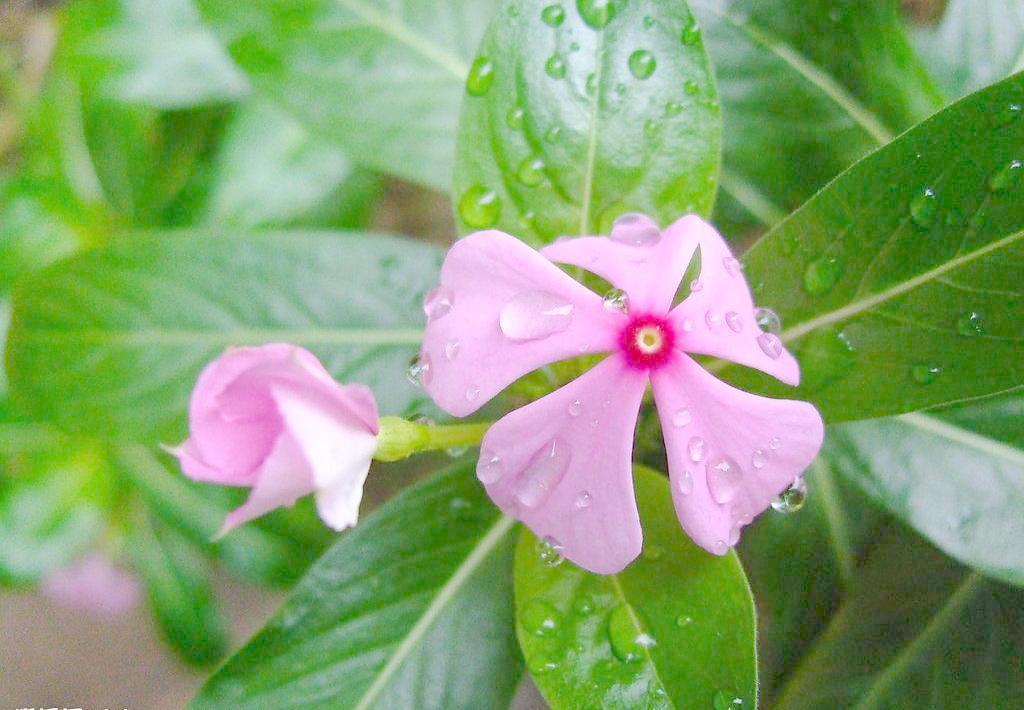 長春花/優(yōu)質(zhì)長春花基地批發(fā)/長春花價格/天天開批發(fā)