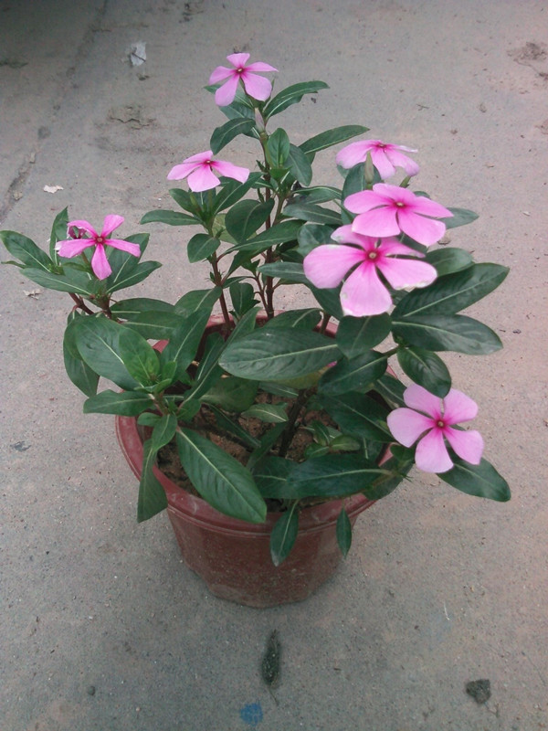 長春花/優(yōu)質(zhì)長春花基地批發(fā)/長春花價格/天天開批發(fā)