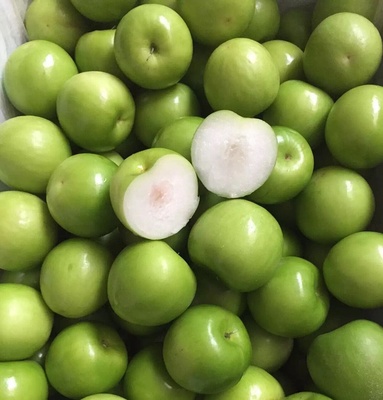 牛奶棗 哪里有牛奶棗苗賣 牛奶棗價(jià)格