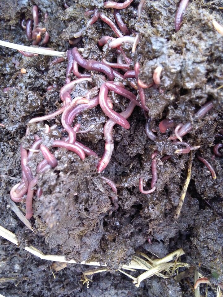 邵陽蚯蚓批發(fā)基地　邵陽蚯蚓批發(fā)基地   邵陽蚯蚓批發(fā)基地