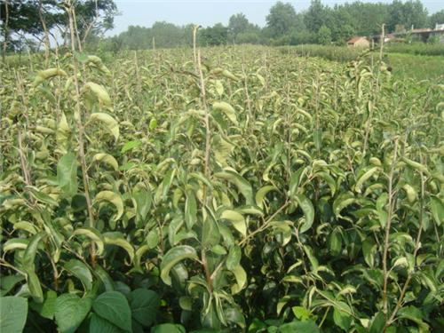 柿子苗 批發(fā)柿樹苗嫁接果樹苗蓮花柿子 柿子苗批發(fā)