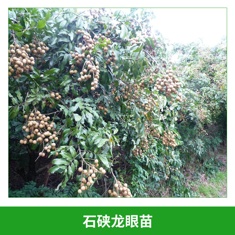 石硤龍眼苗 盆栽桂圓嫁接樹 黃殼龍眼苗  桂圓果樹種苗 石硤龍眼嫁接苗 歡迎來電訂購