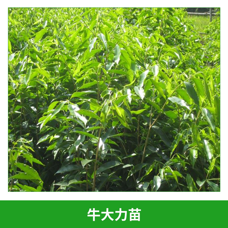 牛大力苗 大力高產(chǎn)量 高存活率 種子培育 倒吊金鐘種苗 種植基地大量批發(fā)