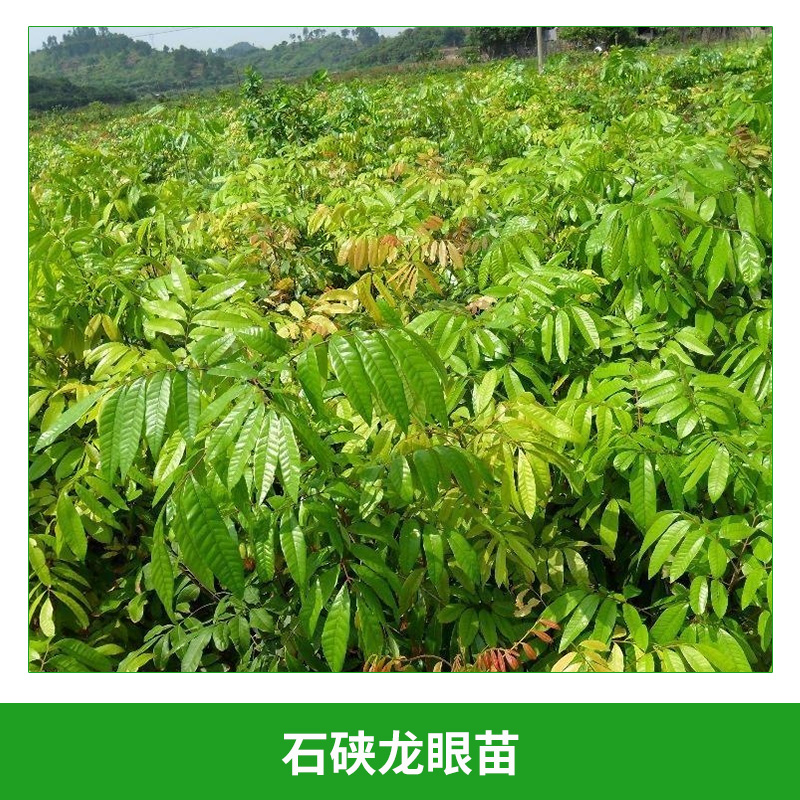 石硤龍眼苗 盆栽桂圓嫁接樹 黃殼龍眼苗  桂圓果樹種苗 石硤龍眼嫁接苗 歡迎來電訂購