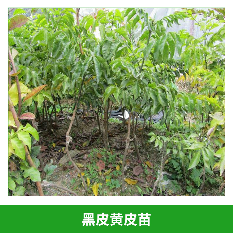 黑皮黃皮苗 香蜜黑皮黃皮苗 出世甜黃皮苗 果香甜好吃 南方果苗盆栽當(dāng)年結(jié)果 歡迎來電咨詢