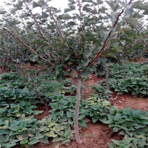 果樹苗木 山楂樹苗 當(dāng)年結(jié)果 嫁接 南方北方種植 包成活可批發(fā) 山楂苗