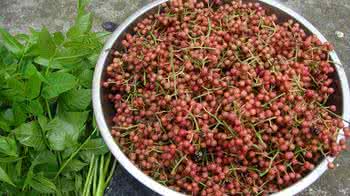 大紅袍花椒苗直銷 花椒苗木 品種純正 花椒樹苗 現(xiàn)貨 苗圃苗