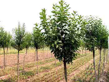 批發(fā)速生大葉女貞樹苗 大葉女貞小苗 占地苗綠化苗木