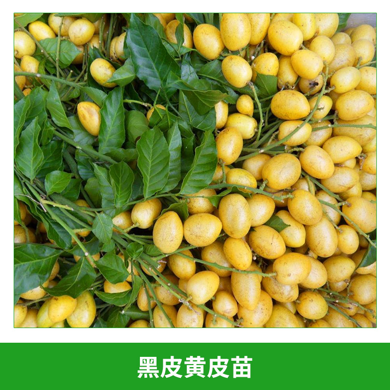 黑皮黃皮苗 香蜜黑皮黃皮苗 出世甜黃皮苗 果香甜好吃 南方果苗盆栽當(dāng)年結(jié)果 歡迎來電咨詢