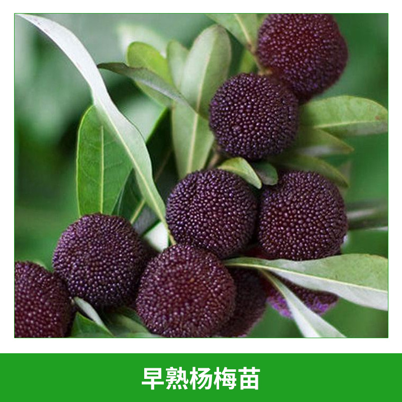 早熟楊梅苗 可盆栽果樹(shù)苗 楊梅樹(shù)苗 早薺蜜梅楊梅苗 果苗 早熟,品質(zhì)優(yōu)良 歡迎來(lái)電訂購(gòu)