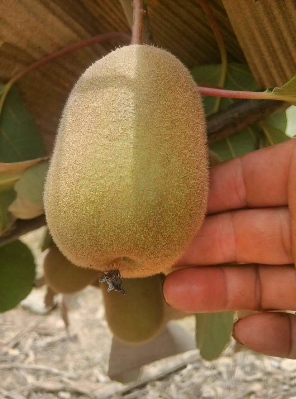 批發(fā)獼猴桃苗   熱銷嫁接獼胡桃苗 批發(fā)獼猴桃苗